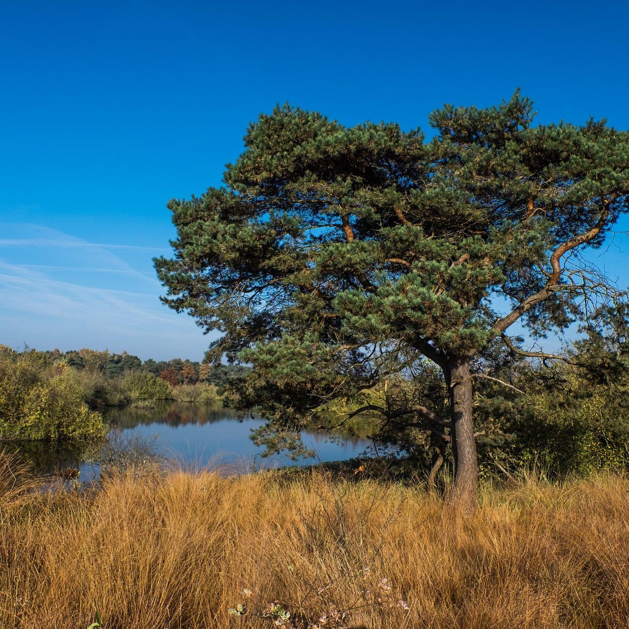 Nationaal Park De Maasduinen vanuit Well